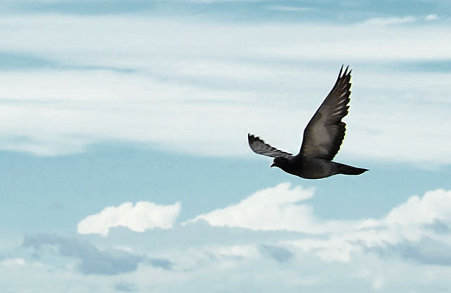 animal photography; seagull 1