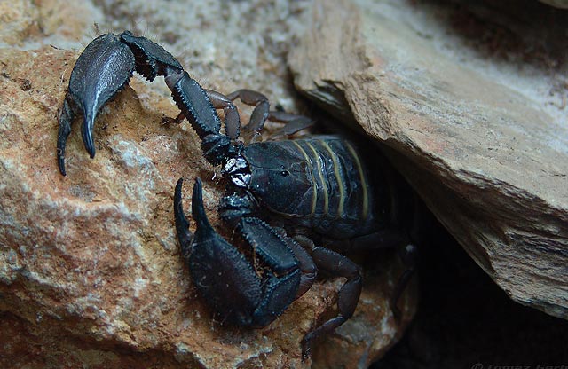 animal photography; scorpion
