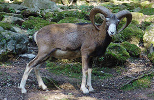 animal photography; mouflon