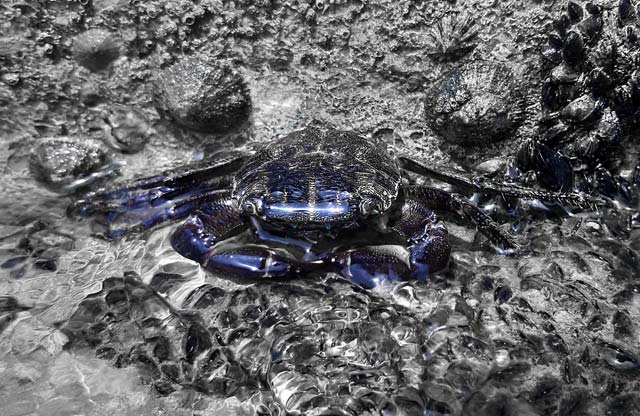 animal photography; crab