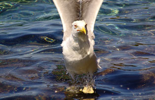 animal photography; seagull 7