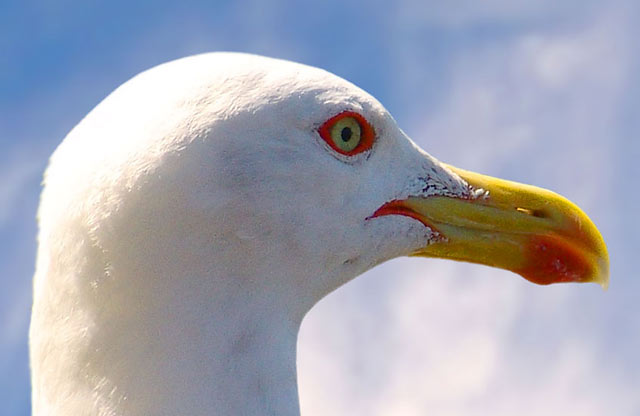 animal photography; seagull 6