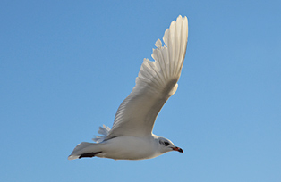 animal photography; seagull 5