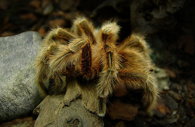 animal photography; spider