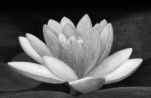 water lily; painting realism