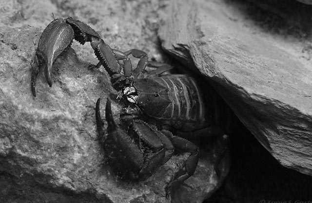 scorpion photography