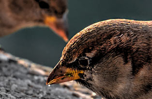 Fotografija Živali Tomaž Gerbec - Ptiči 5