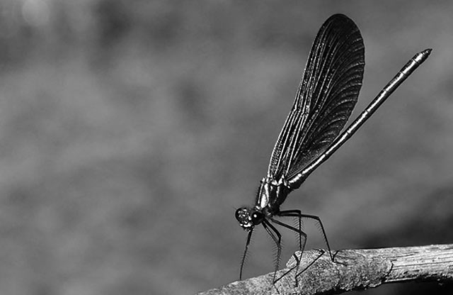 dragonfly tomaz gerbec