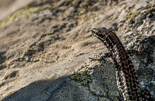 Sand lizard Photo Tomaz Gerbec'