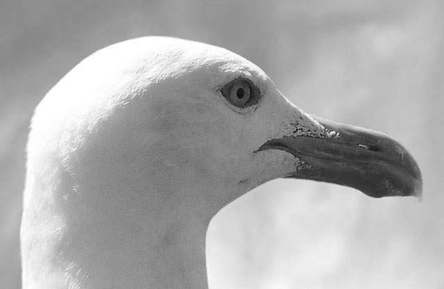 seagull photography animals