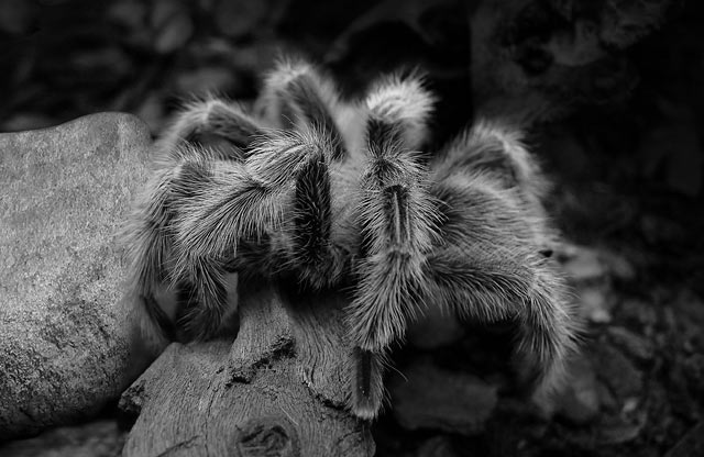 tarantula photography tomaz gerbec