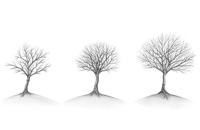drevesa; ilustracija s svinčnikom