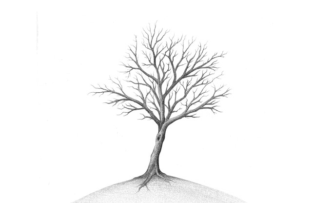 drevo; ilustracija s svinčnikom