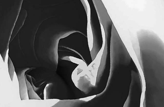 roža; digitalna ilustracija