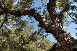 Cork tree Forest Tomaz Gerbec Nature photography