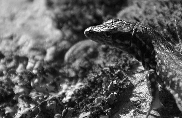 sand lizard photography tomaz gerbec